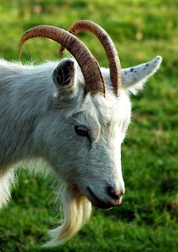 Billy goat